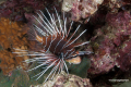 DSC_0232