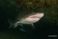 Protea_Aliwal-Shoal-01