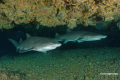Protea_Aliwal-Shoal-02