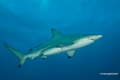 Protea_Aliwal-Shoal-05