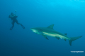 Protea_Aliwal-Shoal-06