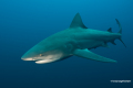 Protea_Aliwal-Shoal-08