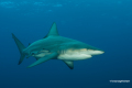 Protea_Aliwal-Shoal-09