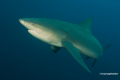 Protea_Aliwal-Shoal-10