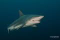 Protea_Aliwal-Shoal-11
