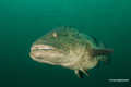 Protea_Aliwal-Shoal-12