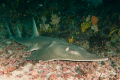 Protea_Aliwal-Shoal-13