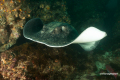 Protea_Aliwal-Shoal-14