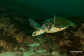 Protea_Aliwal-Shoal-15
