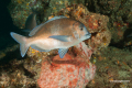 Protea_Aliwal-Shoal-16