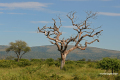 Protea_Aliwal-Shoal-17