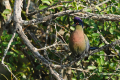Protea_Aliwal-Shoal-18