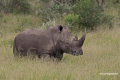 Protea_Aliwal-Shoal-19