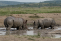 Protea_Aliwal-Shoal-20