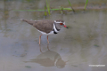 Protea_Aliwal-Shoal-22