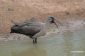 Protea_Aliwal-Shoal-23