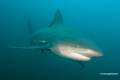 Protea_Aliwal-Shoal-28