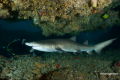 Protea_Aliwal-Shoal-29