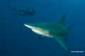 Protea_Aliwal-Shoal-30