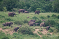 Protea_Aliwal-Shoal-31