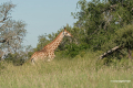 Protea_Aliwal-Shoal-32