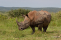 Protea_Aliwal-Shoal-33