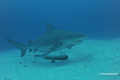 Yucatan-17