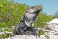 Yucatan-38