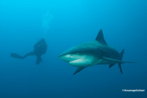 Protea_Aliwal Shoal-07